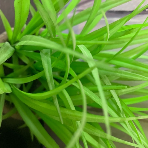 Set of Two Artificial Plants in Ceramic Pots. Grass or Lilly - Picture 5 of 8